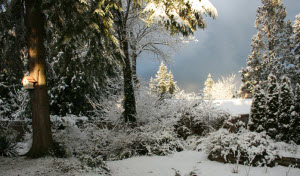 winter-garden